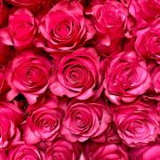 Роза Лола 60 см