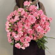 Гвоздика кустовая