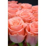 Роза Ангажемент 60 см