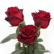 Роза Экслорер 80-100 см