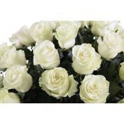 Роза Мондиал 80-100 см