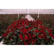 Роза тепличная 60 см