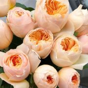 Роза пионовидная Плайя бланка 50-60 см