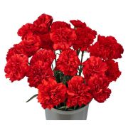 Гвоздика (Диантус)